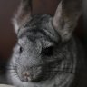 Angrychinchilla